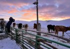 МАЛ, ТЭЖЭЭВЭР АМЬТДЫН 2025 ОНЫ ЖИЛИЙН ЭЦСИЙН ТООЛЛОГЫН АЖИЛ ЭХЭЛЛЭЭ.